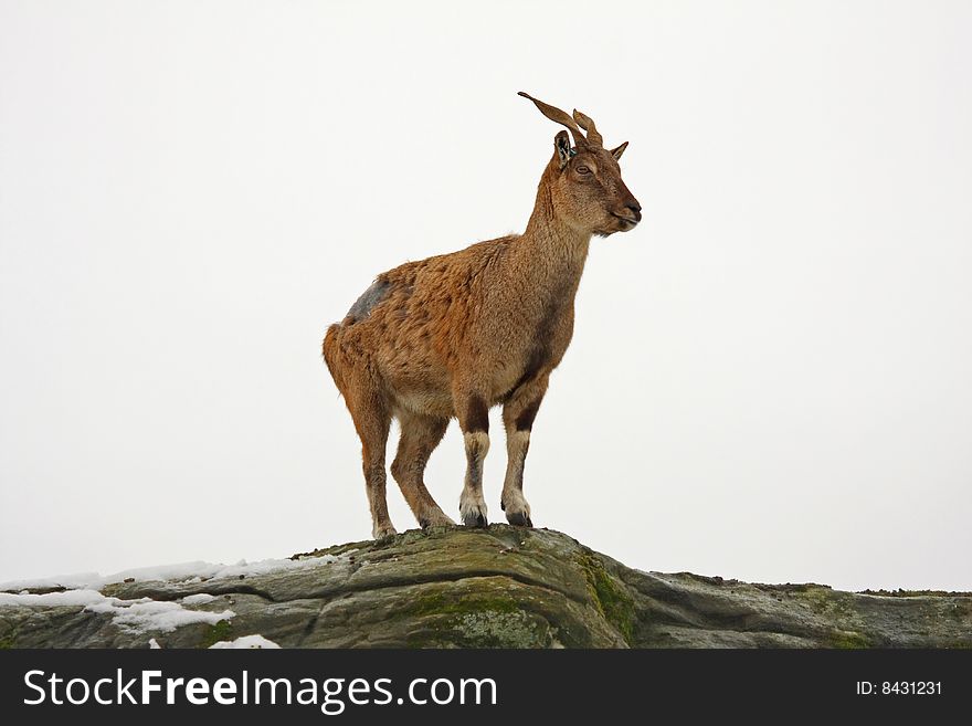Phot of Mountain Goat / Gorral
