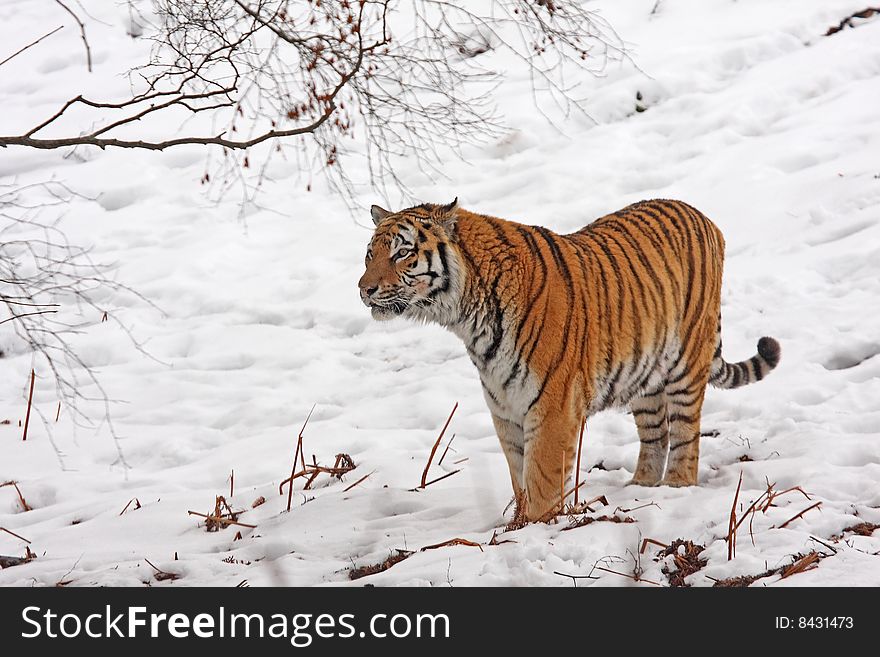 Tiger In The Snow