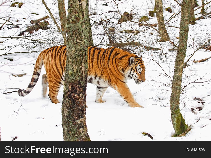 Tiger In The Snow