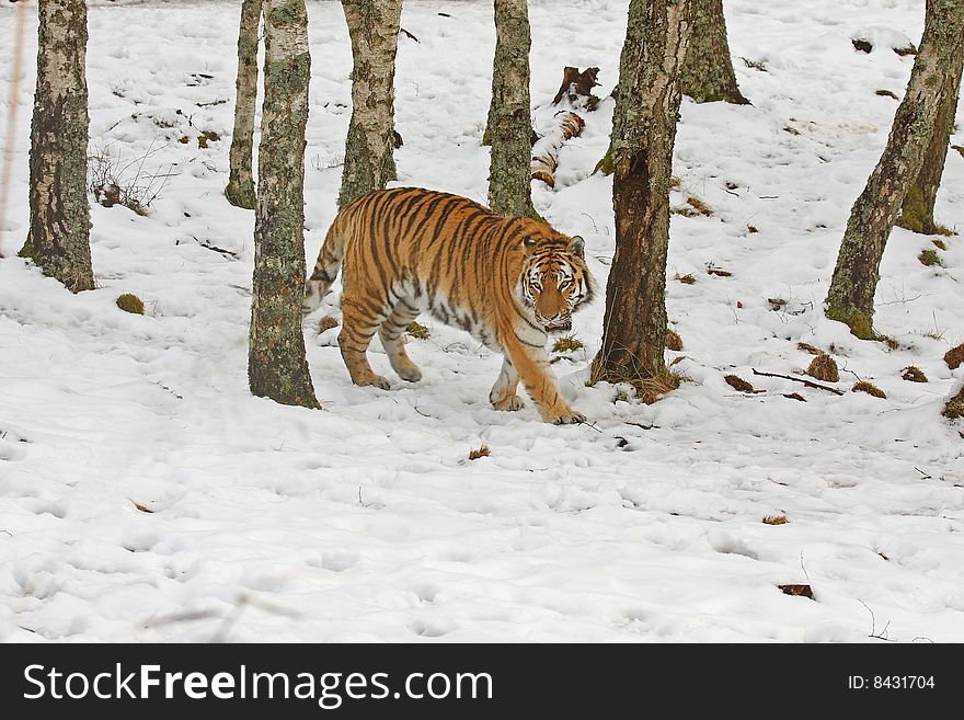 Tiger in the snow