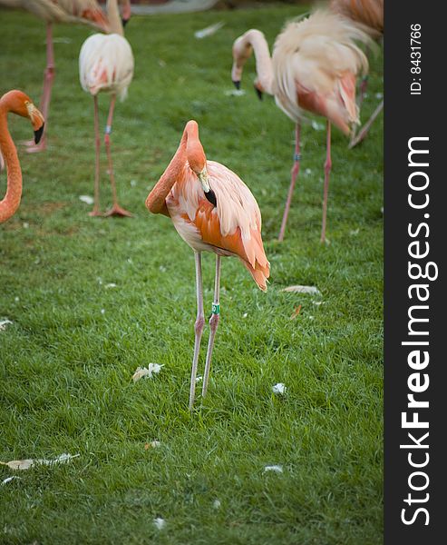 Pink flamingo in Jerusalem zoo. Pink flamingo in Jerusalem zoo