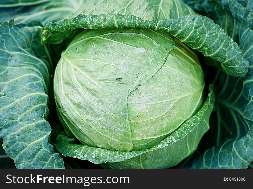 Head of fresh cabbage with a lot of leaves