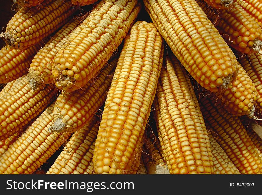 Multiple stacked corn on the golden cobs with yellow corn in the kernels. Multiple stacked corn on the golden cobs with yellow corn in the kernels