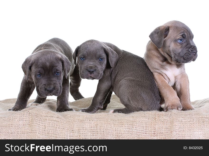 Beautiful young puppy italian mastiff cane corso ( 5 weeks )