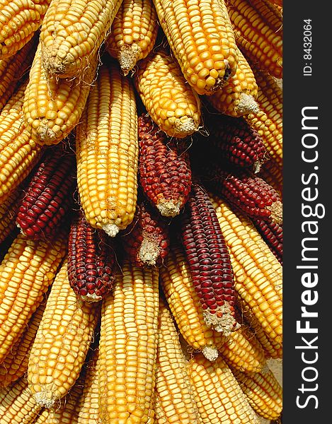 Multiple stacked corn on the golden cobs with yellow corn in the kernels. Multiple stacked corn on the golden cobs with yellow corn in the kernels