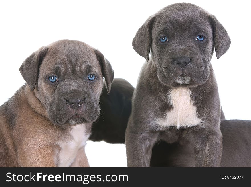 Italian mastiff cane corso