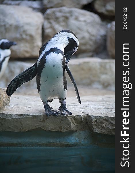 Penguin In Jerusalem Zoo
