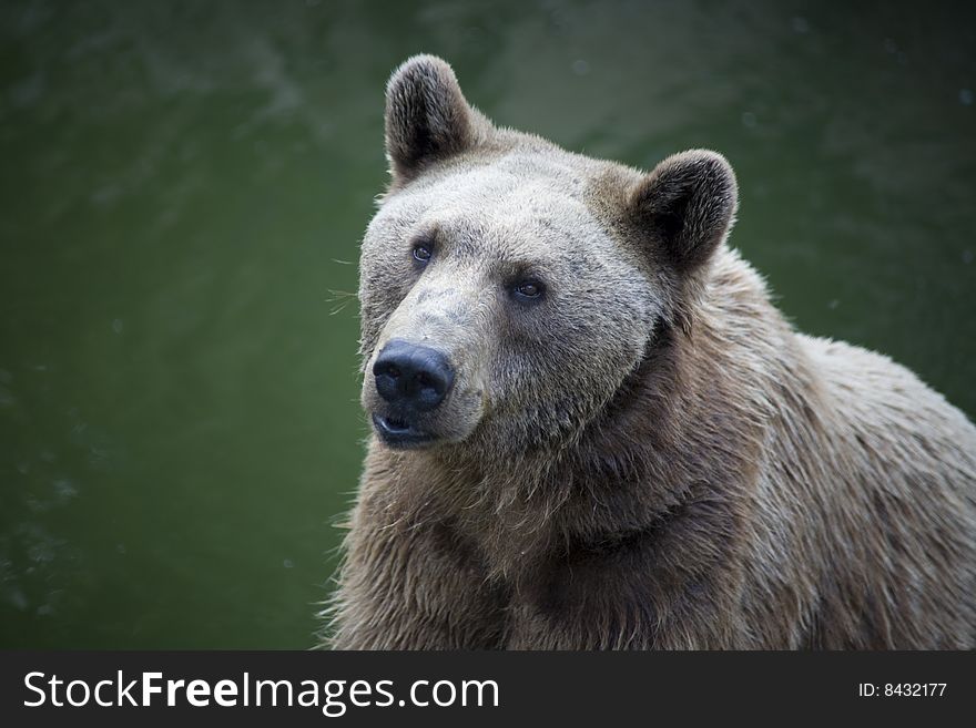 Syrian brown bear in the water. Syrian brown bear in the water