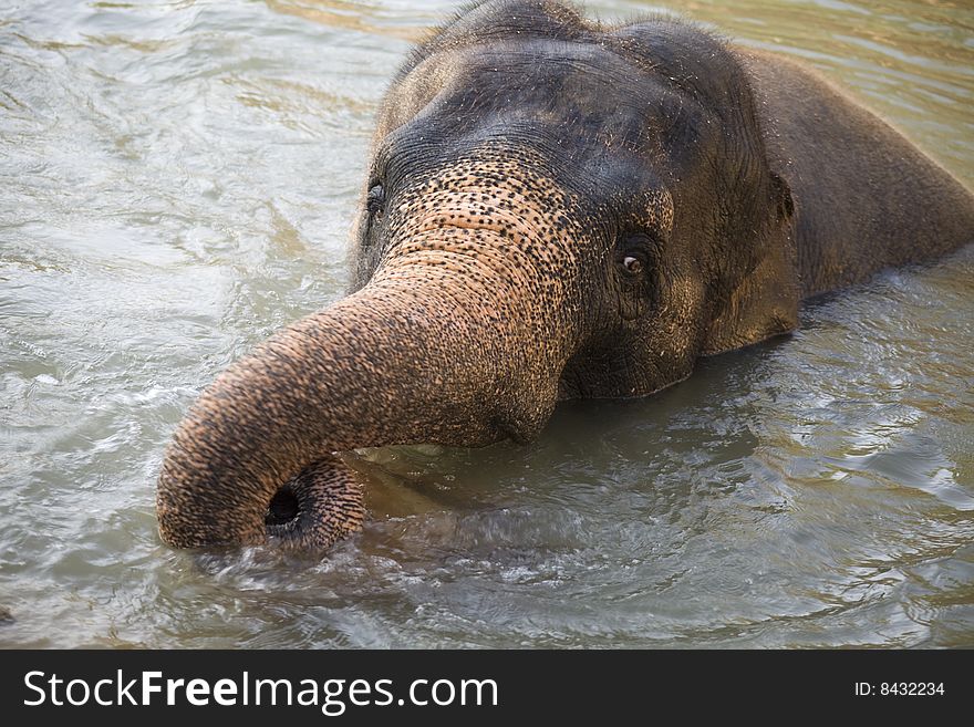 Asian elephant swimming in the lake of Jerusalem zoo