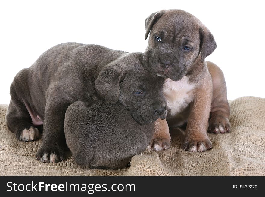 Beautiful young puppy italian mastiff cane corso ( 5 weeks )