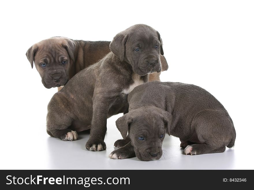 Beautiful young puppy italian mastiff cane corso ( 5 weeks )