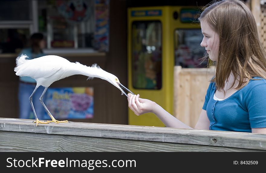A preteen girl hand feeding a snowy white egret. A preteen girl hand feeding a snowy white egret.