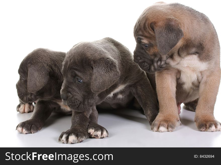 Italian Mastiff Cane Corso