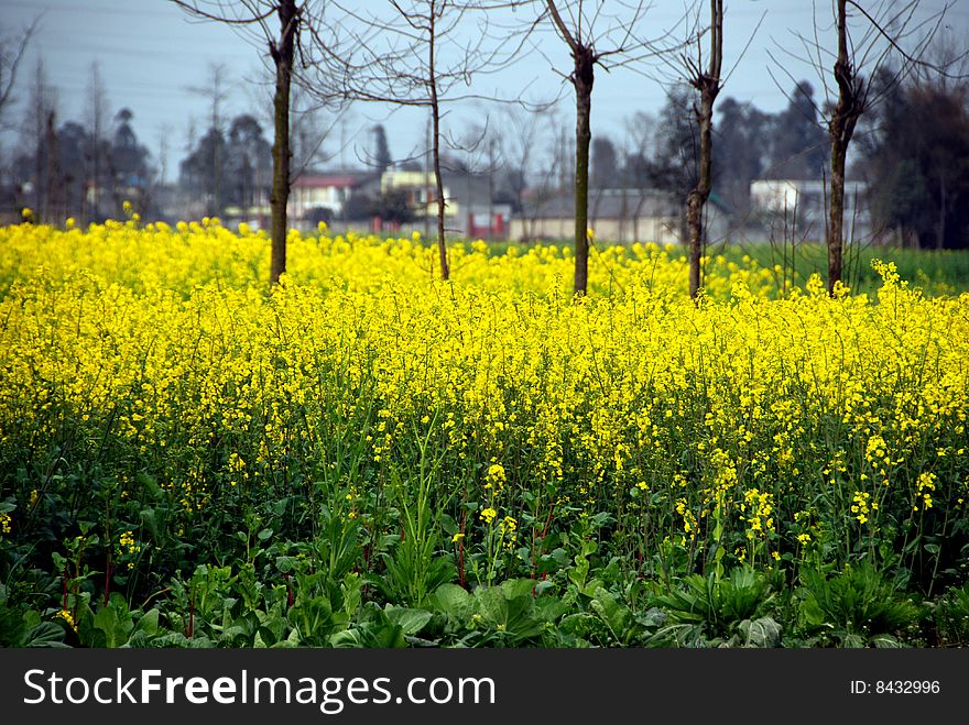 Yellow rapeseed oil flowers fill fields on Sichuan Province farms in late February and early March in the Pengzhou, China countryside  (Lee Snider Photo). Yellow rapeseed oil flowers fill fields on Sichuan Province farms in late February and early March in the Pengzhou, China countryside  (Lee Snider Photo).