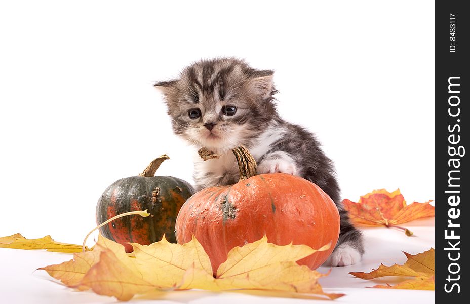 Kitten and pumpkins on a white background