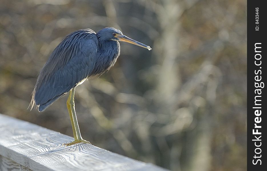 Blue Heron on a wooden railing in the Florida wetlands. Blue Heron on a wooden railing in the Florida wetlands