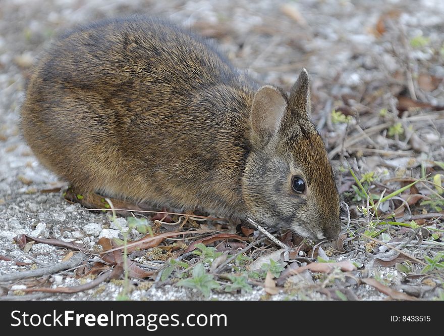 Sky bunny on the ground looking at the camera. Sky bunny on the ground looking at the camera