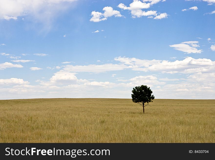 Lone evergreen tree in field of wheat and grass with perfect summer blue sky with clouds. Lone evergreen tree in field of wheat and grass with perfect summer blue sky with clouds.