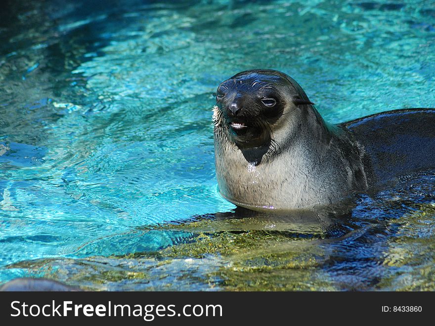 Yong seal in blue water