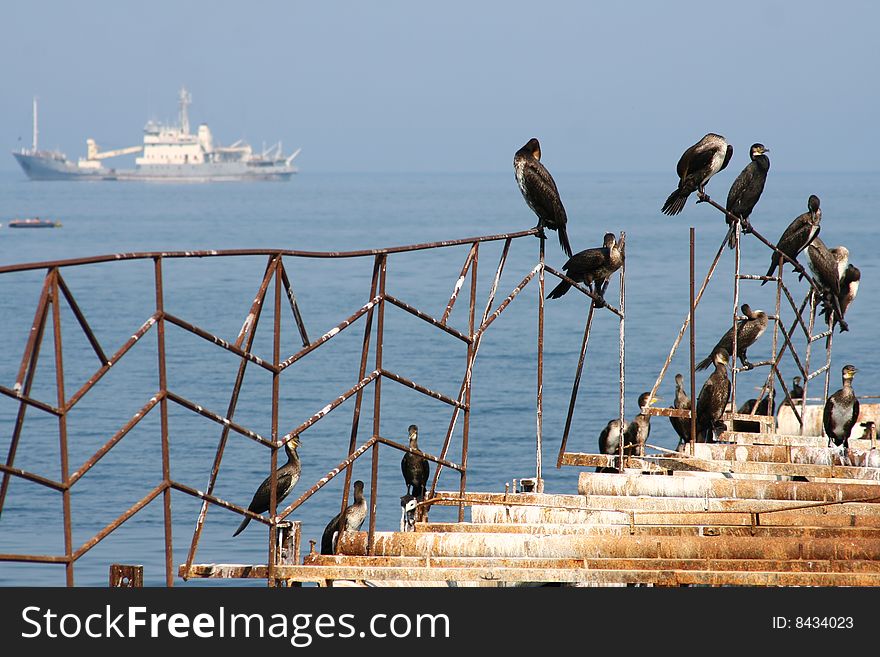 On an old pier flight of birds. On an old pier flight of birds