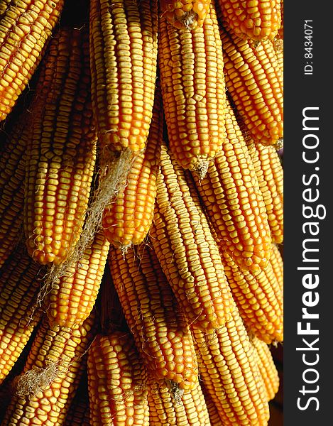 Multiple stacked corn on the golden cobs with yellow corn in the kernels. Multiple stacked corn on the golden cobs with yellow corn in the kernels