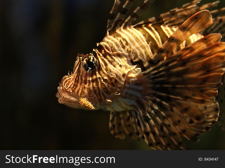 Tiger/Turkey  Fish