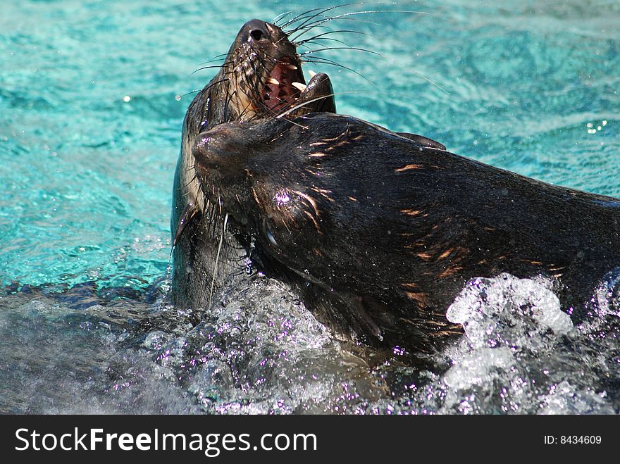 Two seals playing in blue water. Two seals playing in blue water