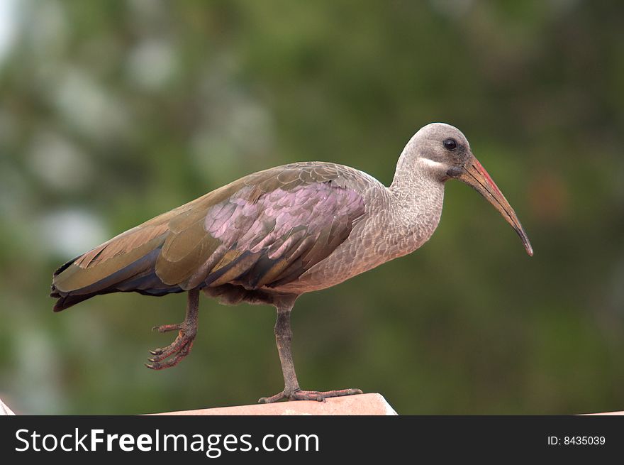 Glossy Ibis Shot taken in South africa in Urban Area