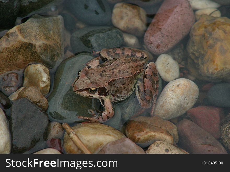 Frog in a water with stones