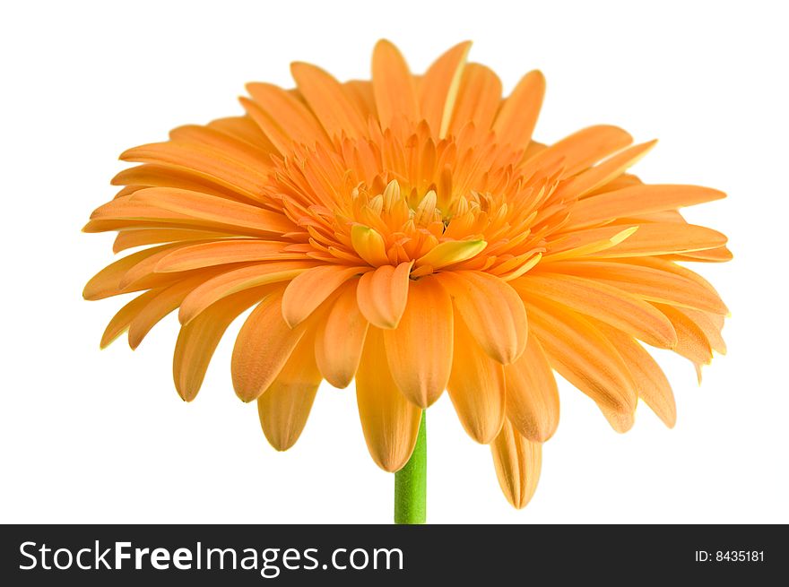 Orange gerber with stem isolated on white background