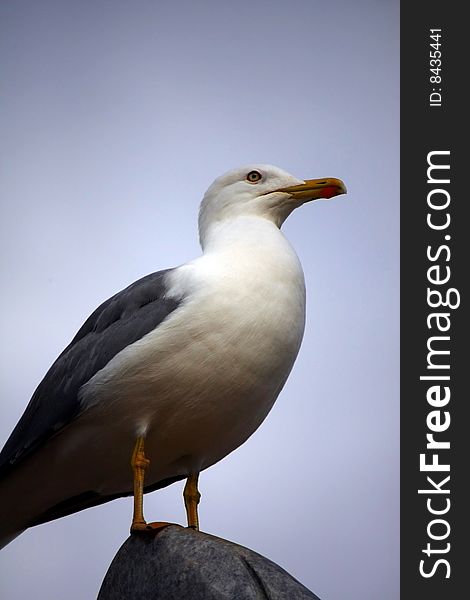 View of an adult yellow-legged seagull on top of a rock.