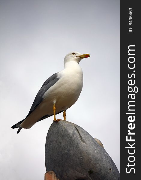 Low perspective view of a yellow-legged gull on top of a rock.