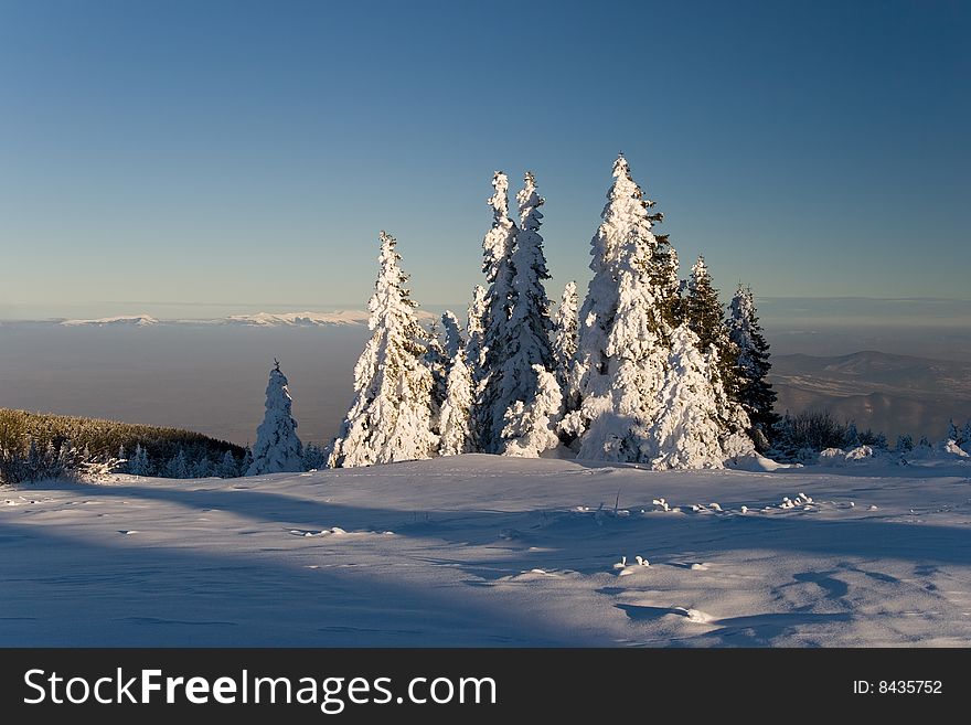 Trees covered with snow in the winter