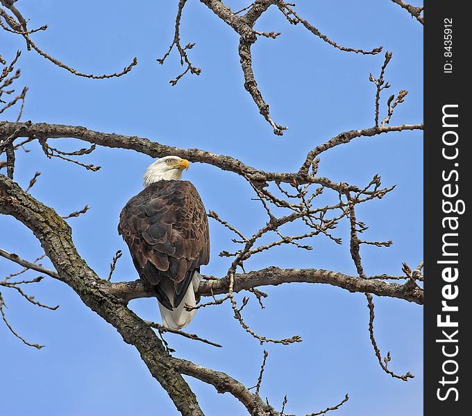 Bald eagle perched on a tree branch