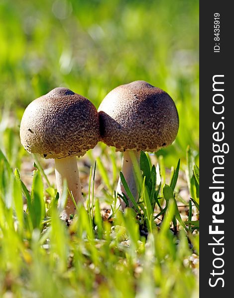 Double Mushroom