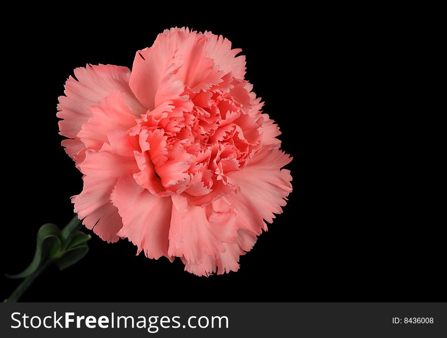 Pink carnation flower isolated on a black background