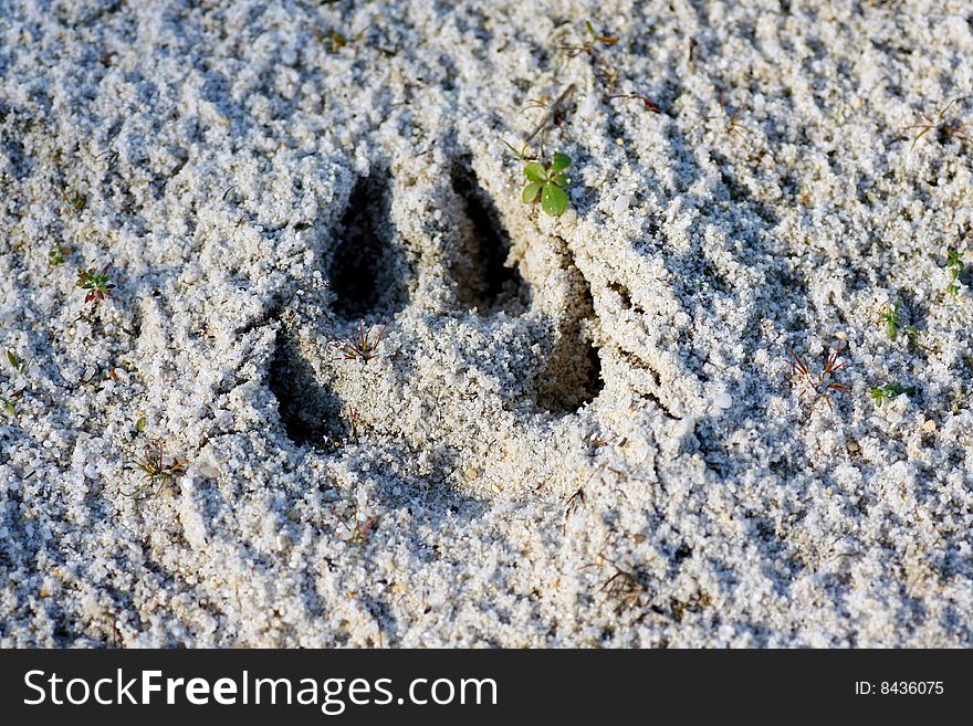 Close view of a dog footprint on the sand. Close view of a dog footprint on the sand.