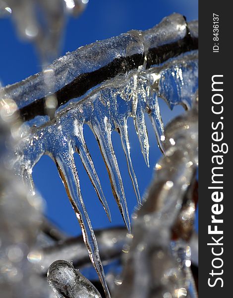 Close view of a section of a frozen tree, where icicles where already formed. Close view of a section of a frozen tree, where icicles where already formed.