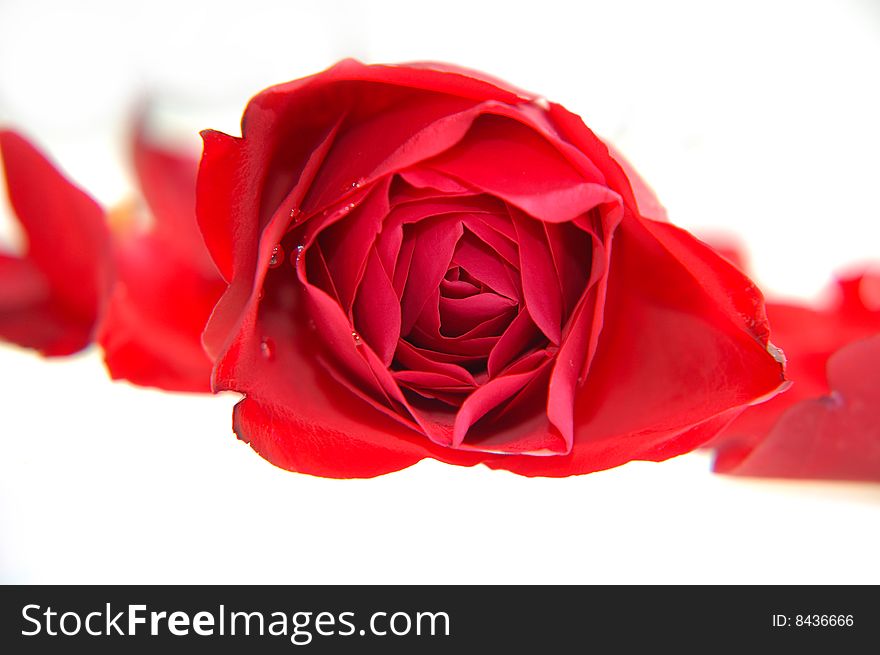 Red rose with white / grey background