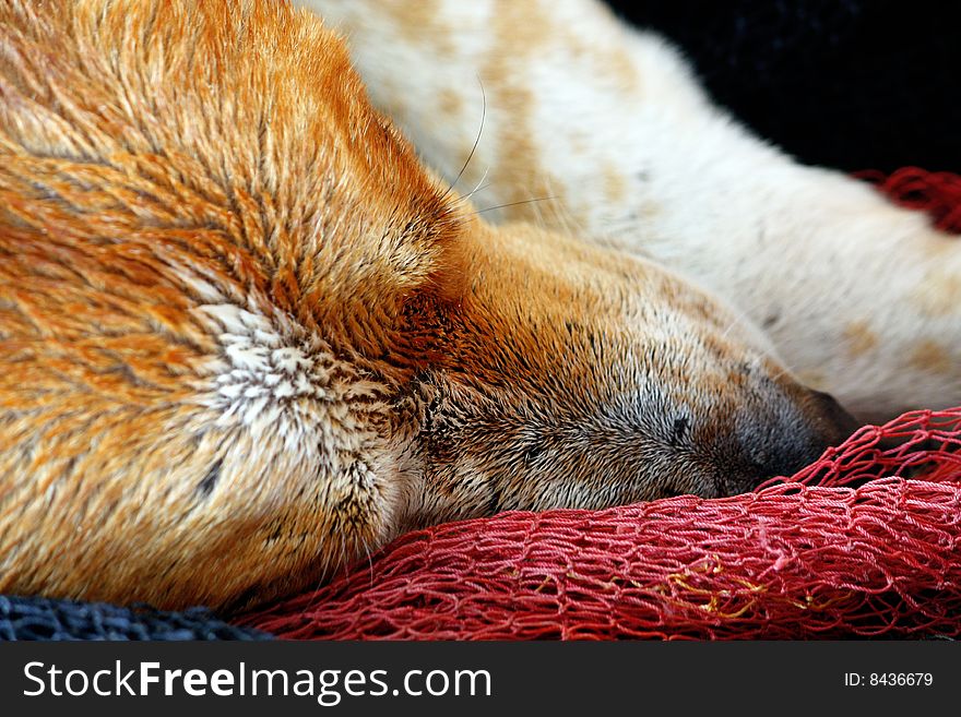 Close view of a orange and white dog sleeping on a fishing net. Close view of a orange and white dog sleeping on a fishing net.