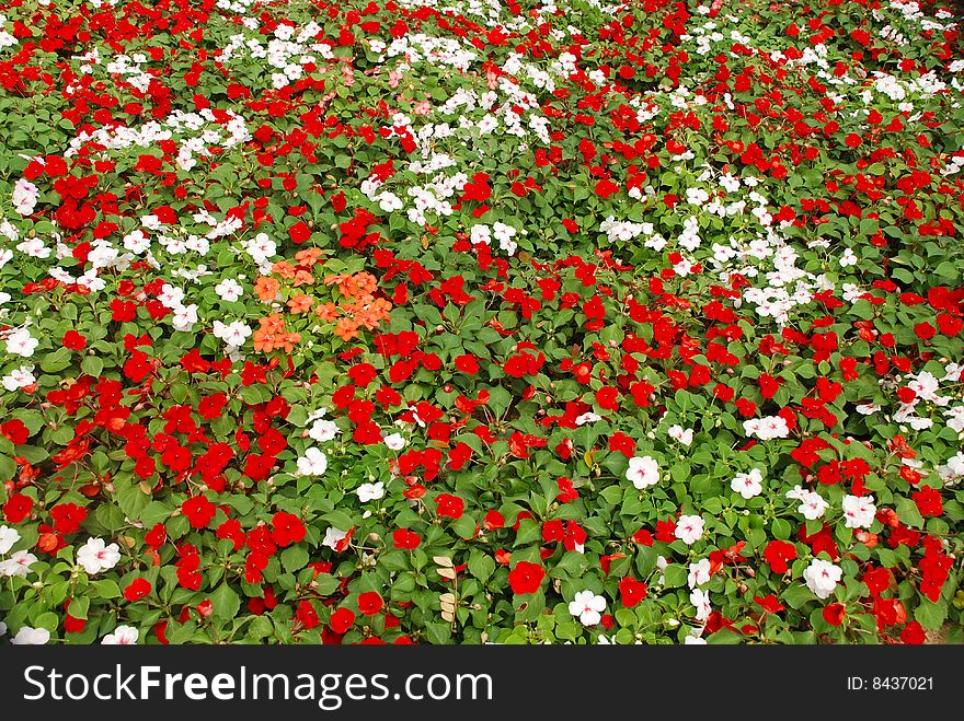 Colourful Flower Background
