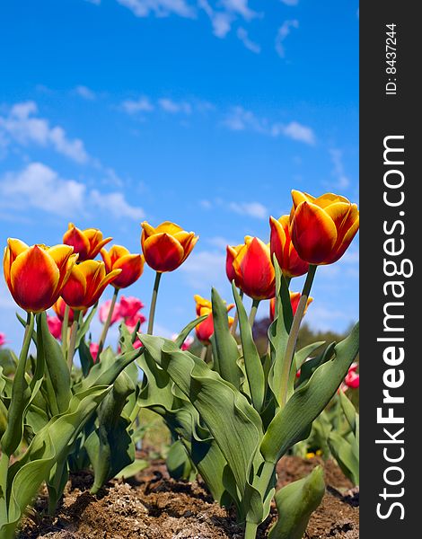 Tulips under the blue sky