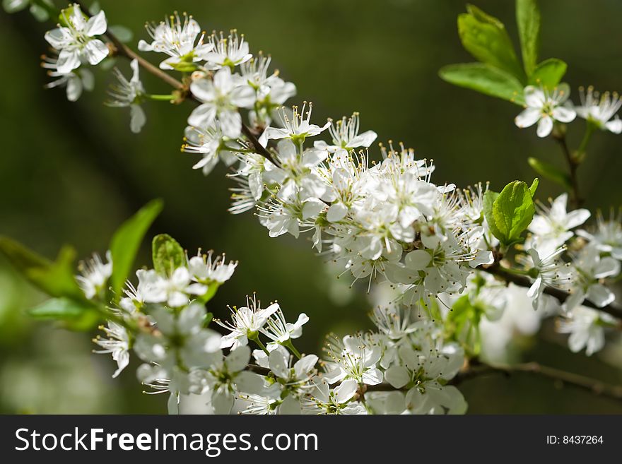 Beautiful white spring flowers over green. Beautiful white spring flowers over green