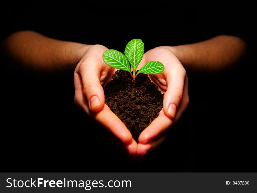 Hands holdings a little green plant on a black background. Hands holdings a little green plant on a black background