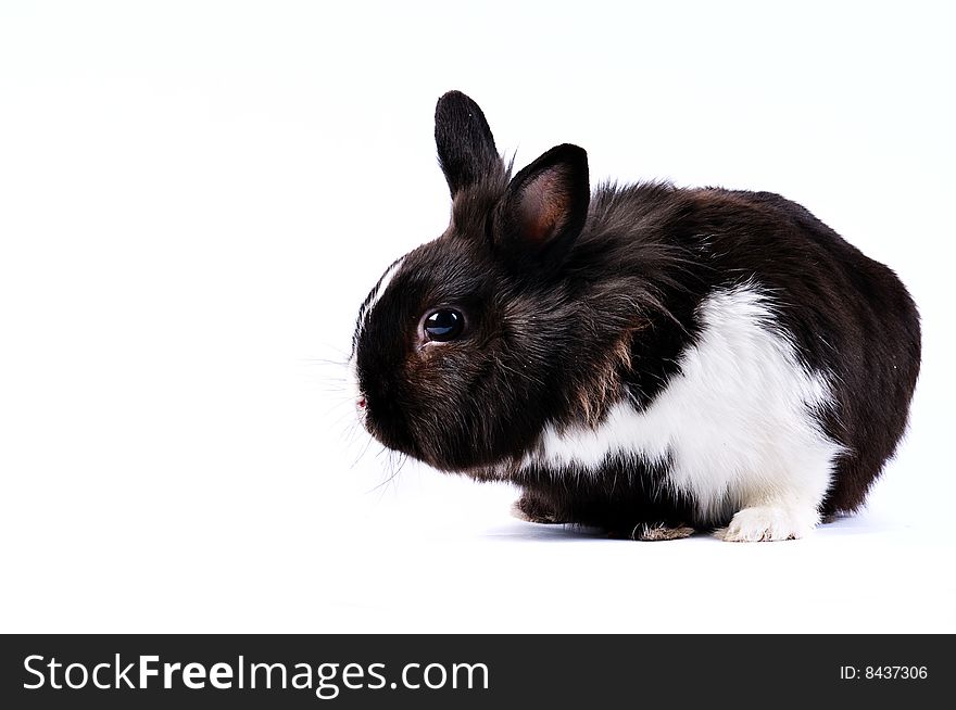 Black and white little easter hare on white background