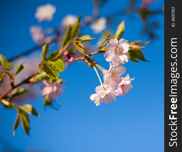 Blooming cherry tree with focus on the first flowers