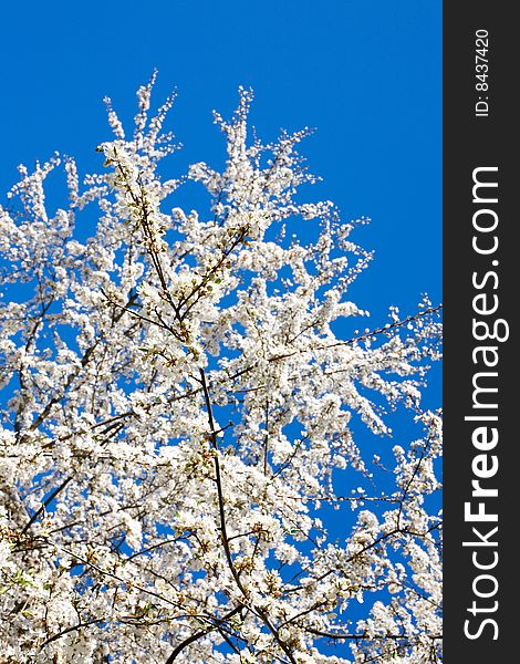 Blooming apple tree with focus  on the first branches