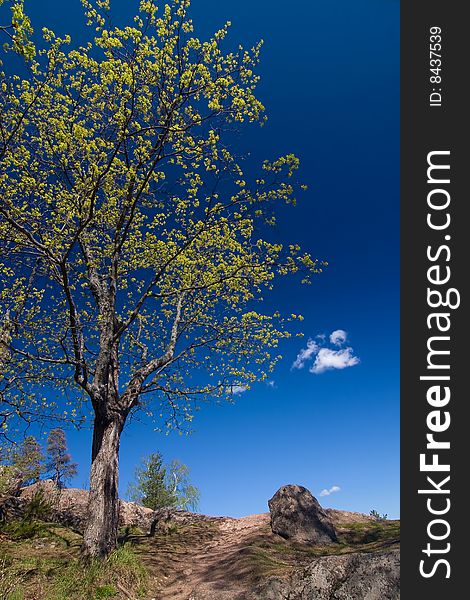 Springtime tree and clear sky