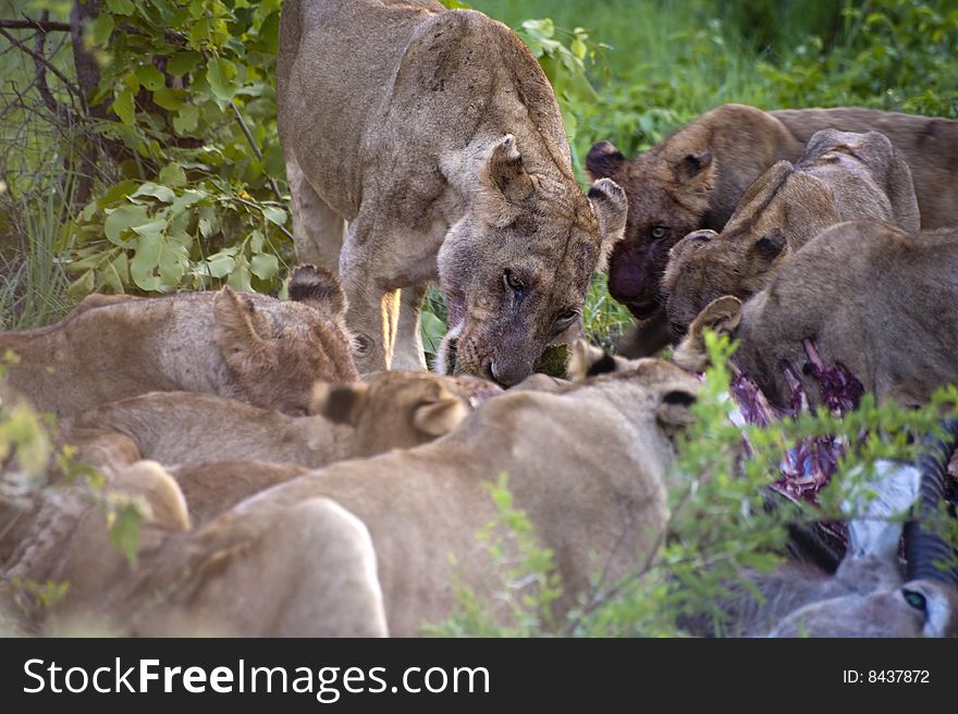 Lion family eating their prey