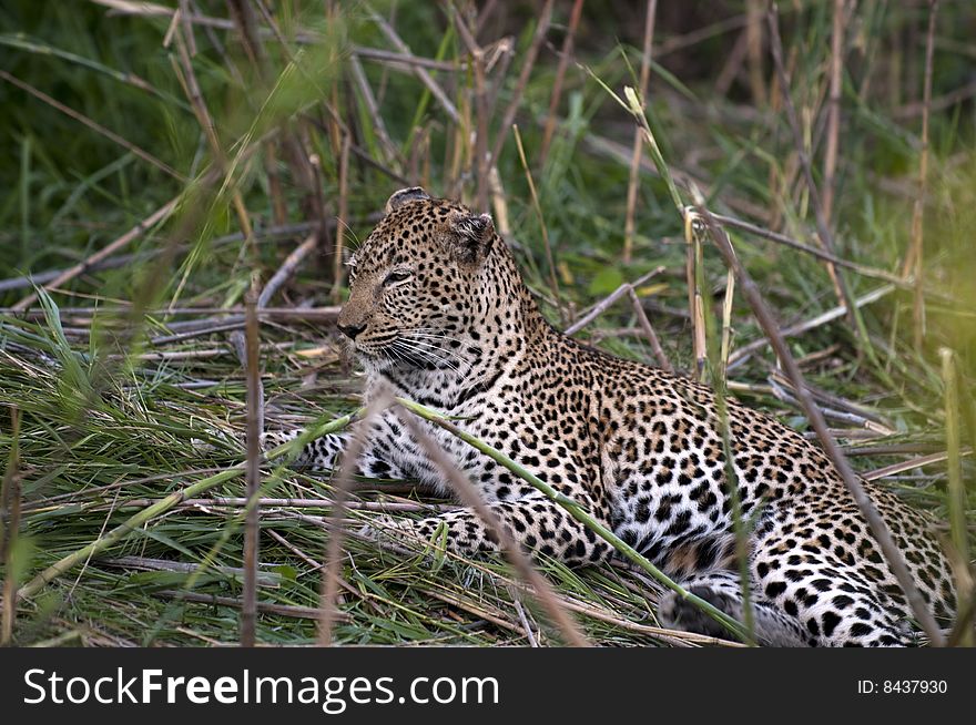 Leopard resting at Kruger national park.